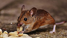 24 Hour & Emergency Exterminators in Knoxville, AL